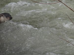 Asesoramiento medio ambiental;