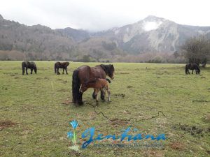 Yeguas Jaca Navarra